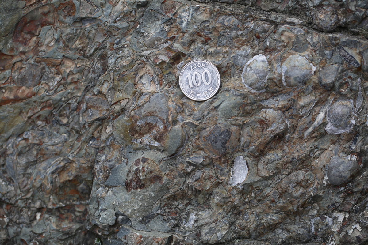 Brachiopod fossils in limestones at Gumunso