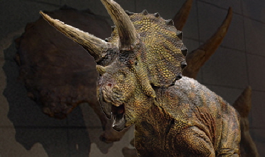 Evolution of ceratopsian dinosaurs