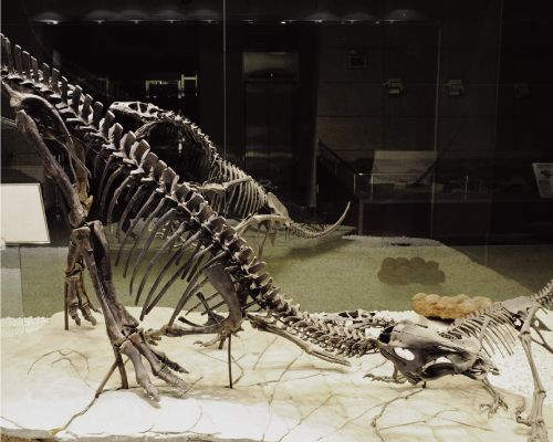 공룡의 진화 : 거대 파충류 일가 탐방 이미지