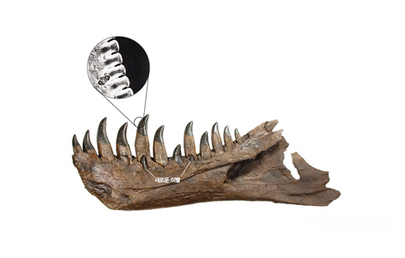 티라노사우루스의 아래턱 우측 치골(dentary)과 이빨의 톱니구조 이미지