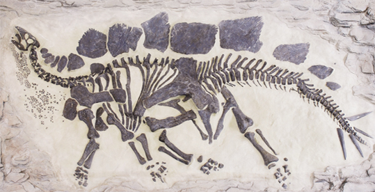 Stegosaurians image