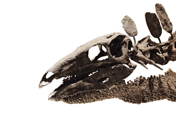 스테고사우루스 화석 이미지