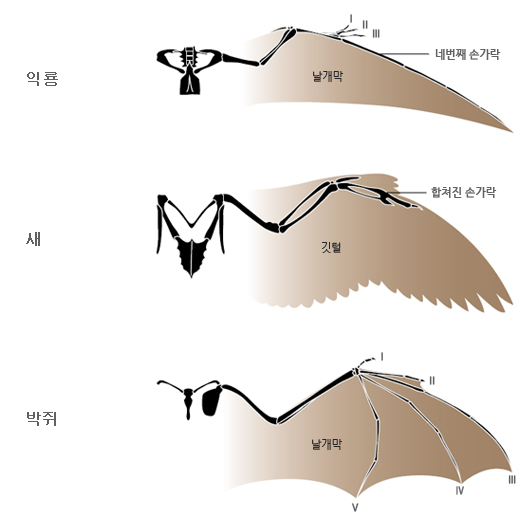 비행척추동물의 날개 구조 이미지