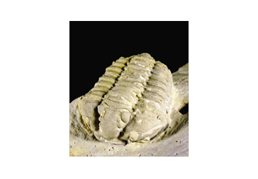 Trilobite image 1