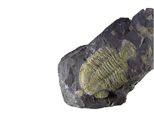 Trilobite image 2