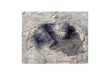 Footprint image