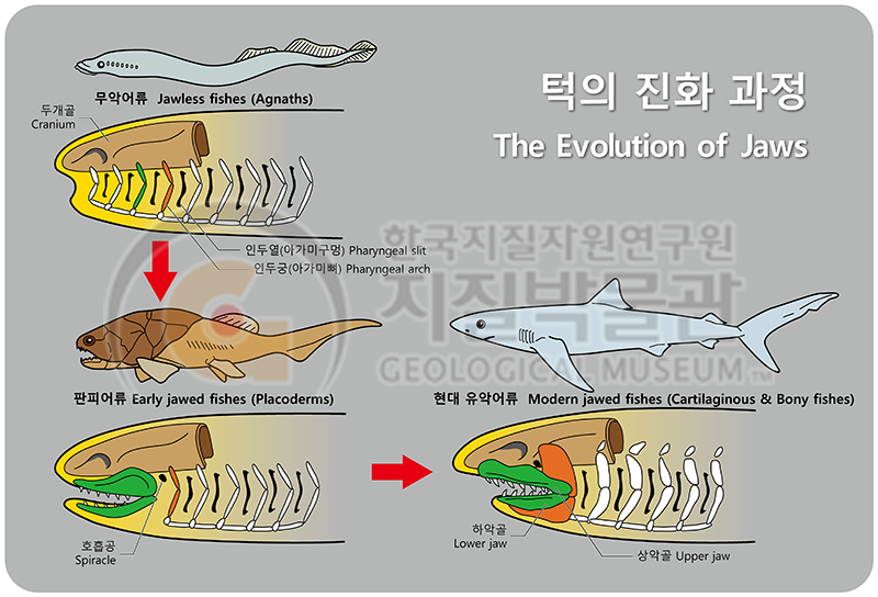 무악어류, 판피어류, 현대유악어류 턱의 진화과정 이미지