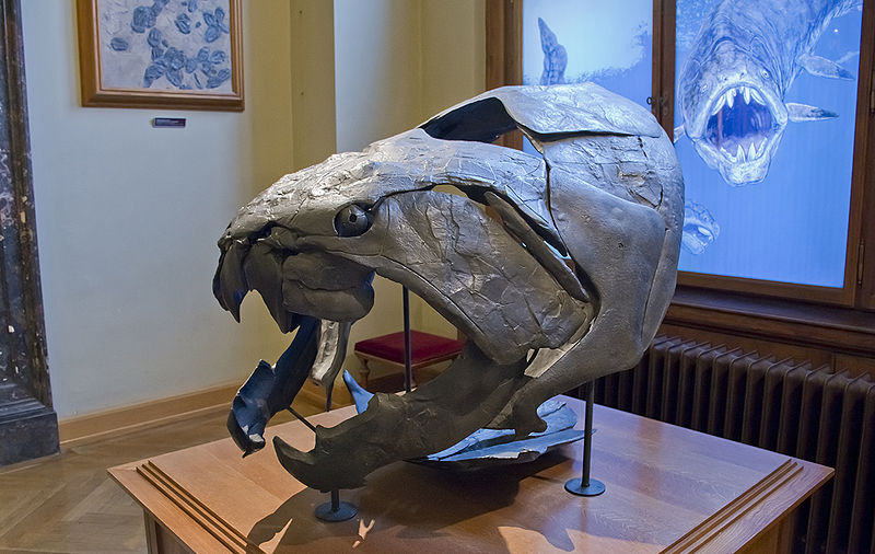 Vienna Natural History Museum에 전시된 둔클레오스테우스 두개골 -W
