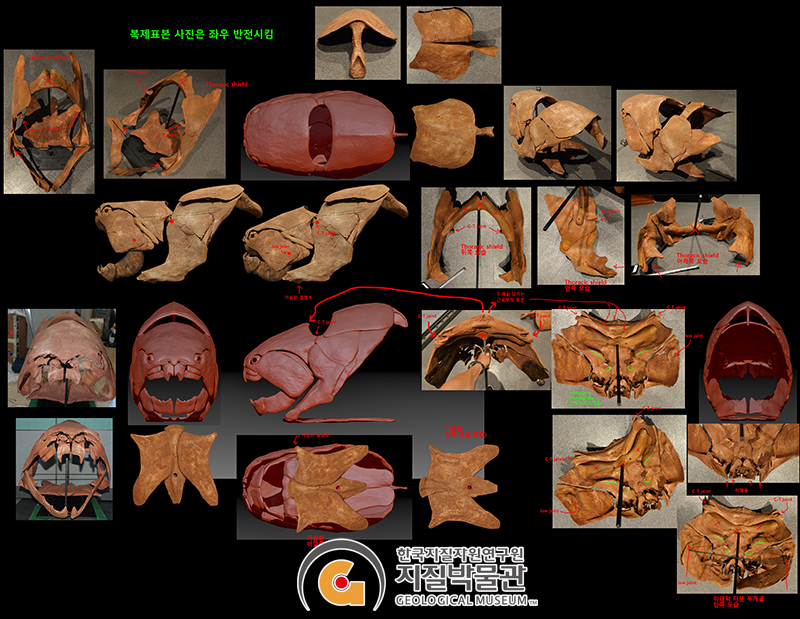둔클레오스테우스의 3D 모델링 과정과 최종 완성 모델 이미지1