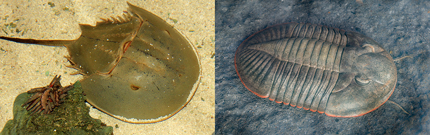 좌-현생 투구게(출처: wikimedia commons), 우-색상까지 복원된 바실리엘라