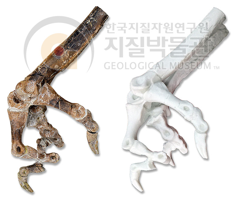 3D스캔과 3D 프린팅으로 디지털 복제한 공룡 갈리미무스의 발 골격 화석