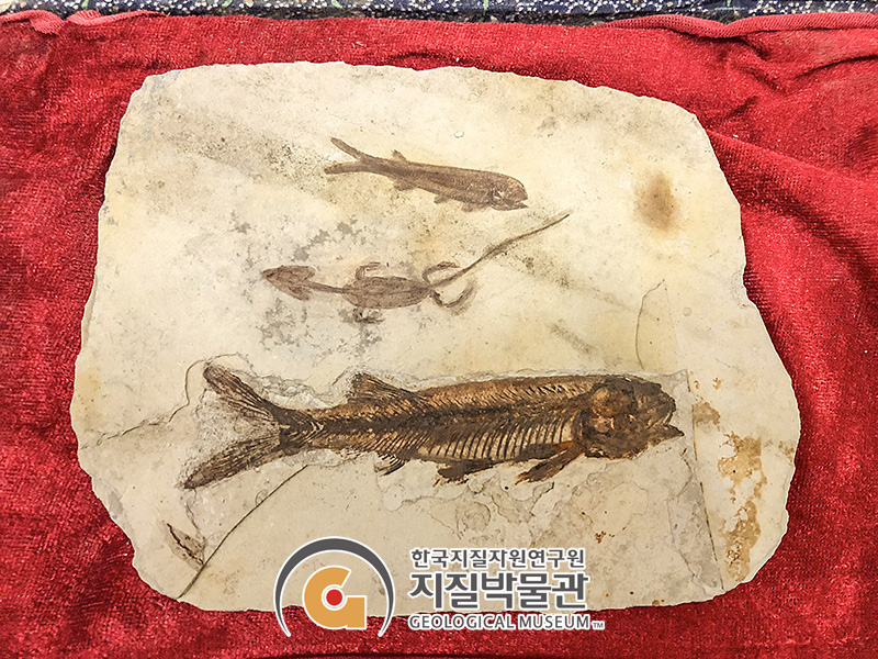 중국에서 판매되는 위변조 화석: 위쪽 물고기의 외형에 물감으로 덧칠하고 가운데 도마뱀 화석을 새기고 그려 넣었다