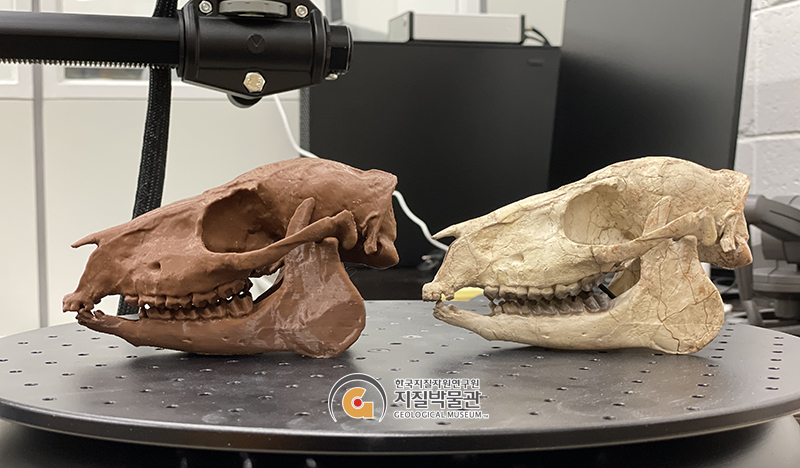 원시말 두개골의 원본 화석(우측)과 3D프린터 출력한 디지털 복제본(좌측)