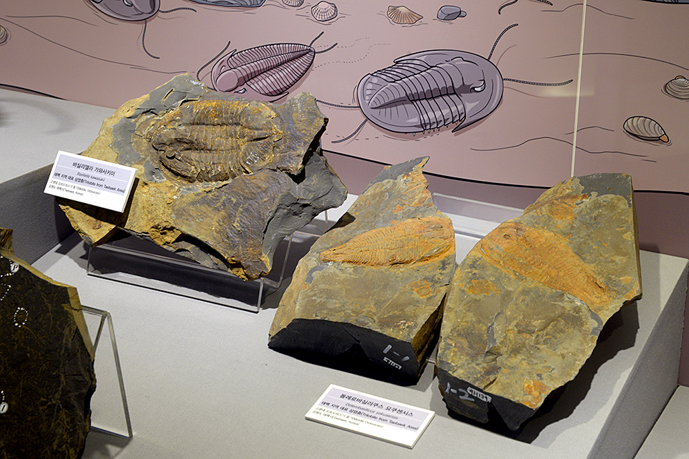 지질박물관에 전시된 강원도 태백 지역 삼엽충과 고사리 화석 이미지1