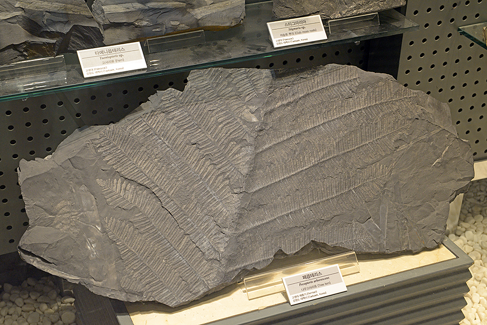 지질박물관에 전시된 강원도 태백 지역 삼엽충과 고사리 화석 이미지2