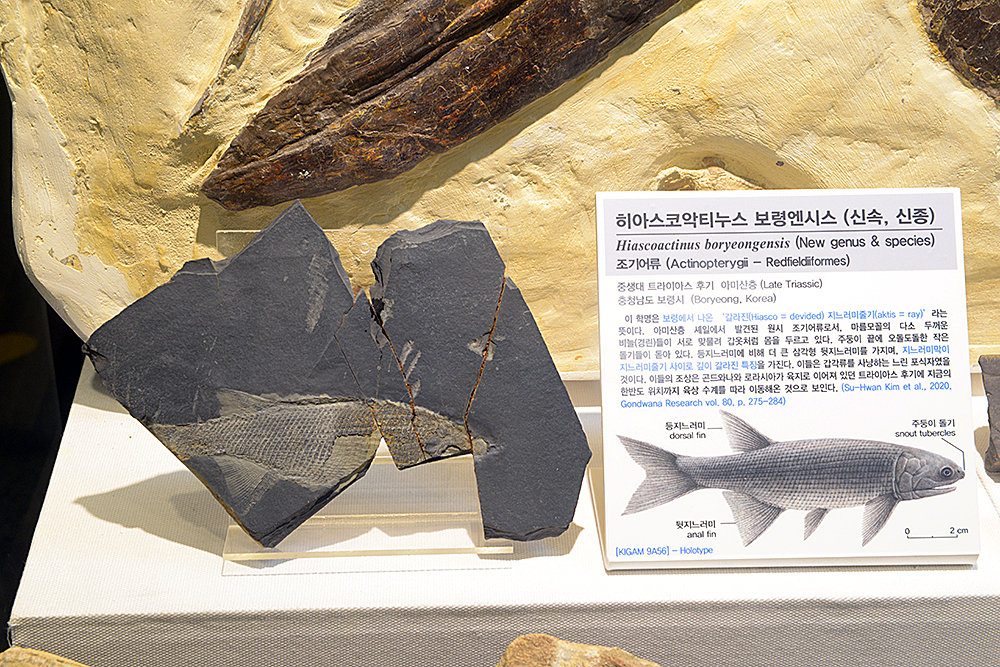 지질박물관에 전시된 충남 보령 지역 중생대 담수 어류 화석