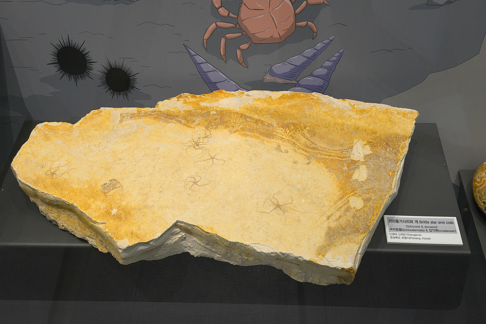 지질박물관에 전시된 경북 포항지역 불가사리와 게 화석
