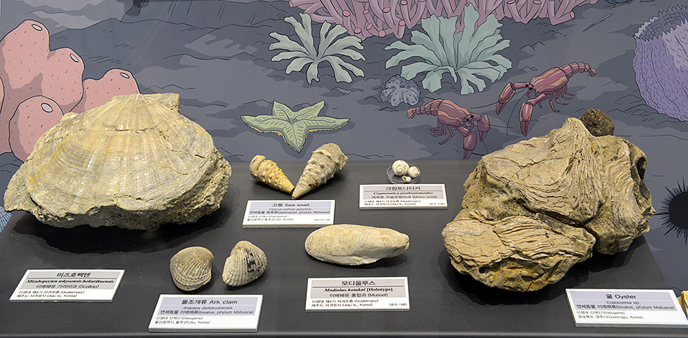 지질박물관에 전시된 경북 및 제주도의 신생대 연체동물 화석들