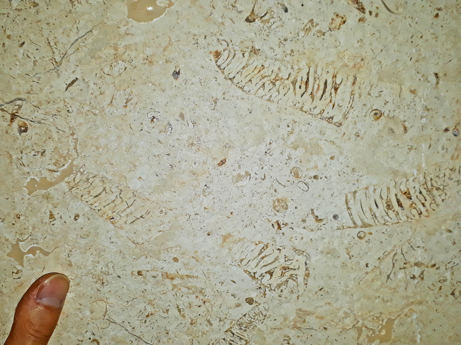 대전 K대학병원 신관의 석회암 내장재 속 고둥과 의문의 화석들