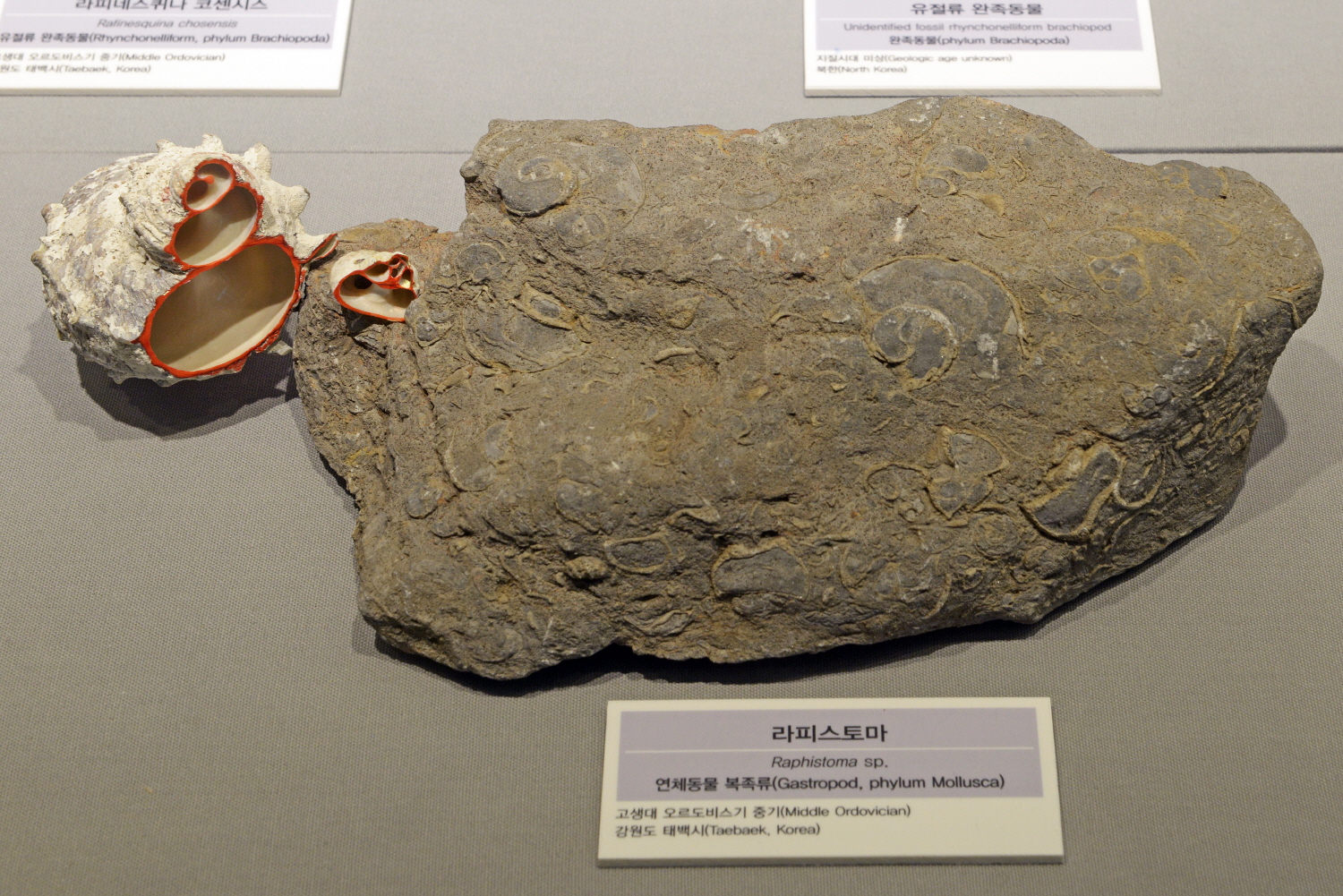 지질박물관에 전시된 오르도비스기 고둥(복족류) 석회암