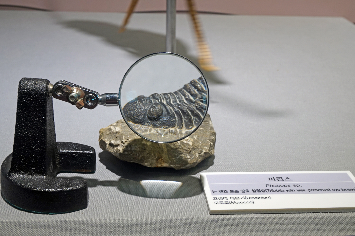 지질박물관에 전시된 삼엽충 화석에 섬세히 보존된 겹눈