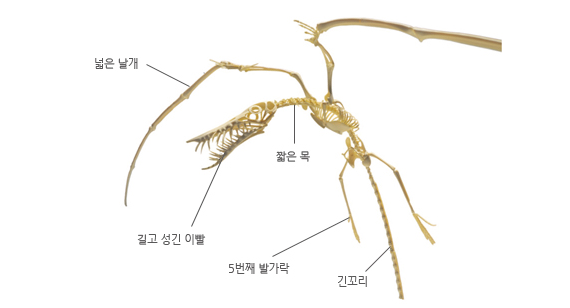 람포린쿠스 이미지