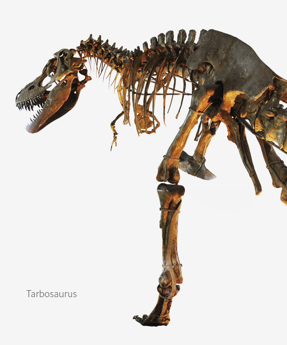 Tarbosaurus image