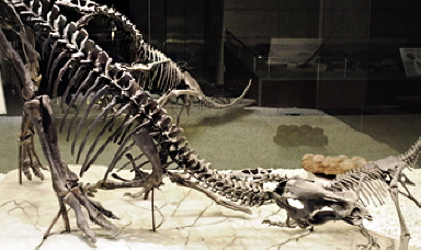 Maiasaura