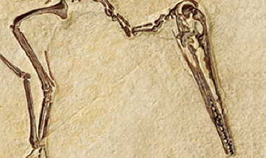 Pterosaurs