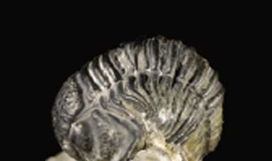 Trilobite