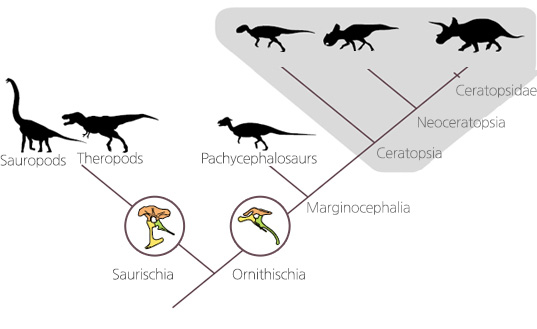 />Evolution of the ceratopsian dinosaurs and cladogram image