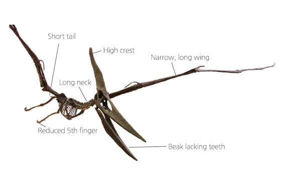 Pteranodon image