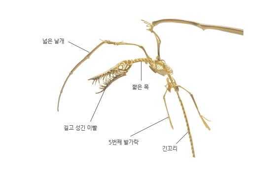 람포린쿠스 이미지