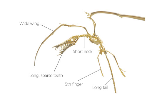 Rhamphorhynchus image