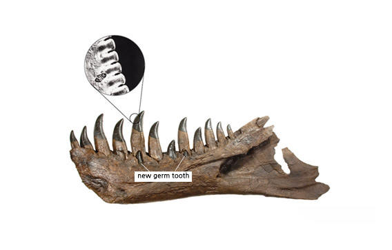 Lower jaw of Tyrannosaurus image