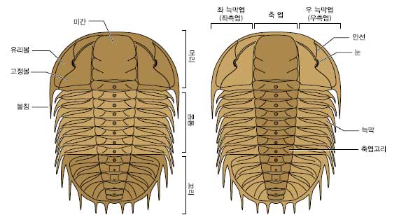 삼엽충 이미지1