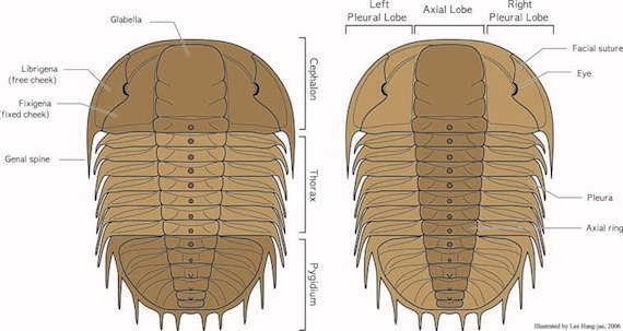 Trilobite image 1