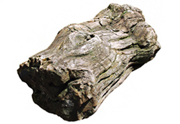 Petrified wood