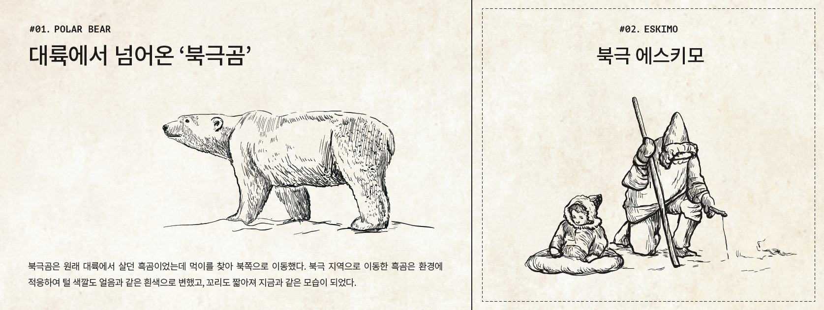 #01. POLAR BEAR 대륙에서 넘어온 ‘북극곰’ 북극곰은 원래 대륙에서 살던 흑곰이었는데 먹이를 찾아 북쪽으로 이동했다. 북극 지역으로 이동한 흑곰은 환경에 적응하여 털 색깔도 얼음과 같은 흰색으로 변했고, 꼬리도 짧아져 지금과 같은 모습이 되었다. #02. ESKIMO 북극 에스키모