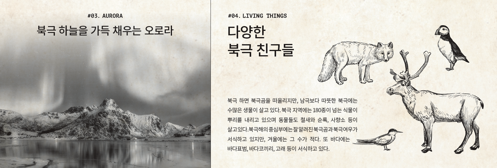 #03. AURORA 북극 하늘을 가득 채우는 오로라 #04. LIVING THINGS 다양한 북극 친구들 북극 하면 북극곰을 떠올리지만, 남극보다 따뜻한 북극에는 수많은 생물이 살고 있다. 북극 지역에는 180종이 넘는 식물이 뿌리를 내리고 있으며 동물들도 철새와 순록, 사향소 등이 살고 있다. 북극해의 중심부에는 잘 알려진 북극곰과 북극여우가 서식하고 있지만, 겨울에는 그 수가 적다. 또 바다에는 바다표범, 바다코끼리, 고래 등이 서식하고 있다.